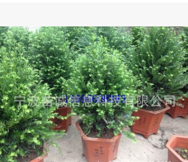 紅豆杉盆景苗基地直銷農(nóng)戶價供應
