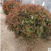 江蘇苗木供應(yīng)優(yōu)質(zhì)紅葉石楠 紅葉石楠球 紅葉石楠 規(guī)格全 量大