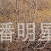 老潘花木為您提供東北紅葉樹種擰勁槭4公分以上適合庭院街道栽種