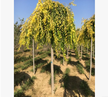 售金葉垂榆 金葉垂枝榆工程苗 彩葉喬木行道樹(shù)
