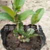 富貴王子扦插苗 具有良好的抗寒能力 花期長達120天 極具觀賞價值