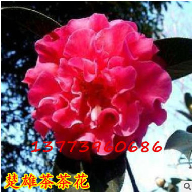 中國傳統名花 世界名花之一茶花苗 楚雄茶 盆栽山茶花苗 扦插苗