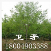 優(yōu)質(zhì)園林綠化苗木行道樹(shù) 濕地綠化風(fēng)景樹(shù)