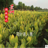園林種苗花葉美人蕉 花葉美人蕉價格 水生美人蕉