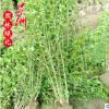 木槿 園林觀賞植物木槿小苗規格全喬木科風景樹