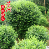 小葉女貞球 灌木園林植物 常綠性植物量大從優女貞球