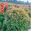 紅葉石楠球30-3.5米 直銷批發公園學校園林觀賞植物小苗規格