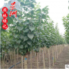 紫丁香 5-10公分紫丁香 園林觀賞植物小苗風景樹直銷