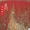 紅瑞木 基地直銷紅瑞木 常青藤苗 綠化園林基地種苗木