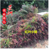 園林種苗紅葉小檗 紅葉小檗價格 彩色綠籬紅葉小檗