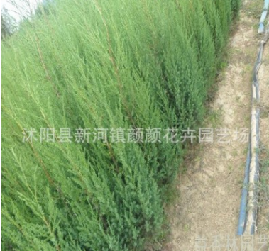 優(yōu)質北京檜 河南檜 四季常青 綠化苗木基地批發(fā)