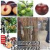 批發(fā) 果樹苗 嫁接李子樹苗 黑布林 紅布林當(dāng)年結(jié)果2公分粗包成活