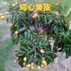 果苗 甜黃皮苗 雞心黃皮苗 正品實(shí)物