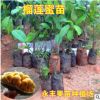 果苗 榴蓮蜜苗 馬來西亞引進(jìn) 榴蓮味的菠蘿蜜 南方種植