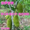 果苗 菠蘿蜜苗 馬來西亞1號(hào)菠蘿蜜苗 正品嫁接