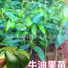 果苗 鱷梨苗 哈斯牛油果苗 自產(chǎn) 正品