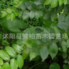 批發供應叢生樸樹樹苗 大叢生樸樹 量大從優