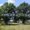 熱銷供應蒙古櫟 獨桿蒙古櫟 山東蒙古櫟 歡迎訂購