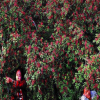 批發(fā)出售花椒籽 出芽率高的花椒種子 花椒籽批發(fā)中心