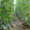 綠化苗木 白蠟苗樹苗 速生白蠟樹苗 對(duì)節(jié)白蠟小苗 庭院室外種植樹