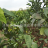 基地直銷優(yōu)質(zhì)砂糖橘子苗 柑橘貢桔果樹苗 金桔盆栽 量大優(yōu)惠