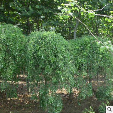 供應龍爪槐行道樹盤槐國槐規(guī)格全園林庭院觀賞造型綠化木量大優(yōu)惠