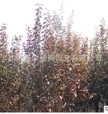 批發(fā)價(jià)格 觀葉紅葉苗木 紫葉李紅葉李樹苗基地
