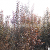 批發(fā)價(jià)格 觀葉紅葉苗木 紫葉李紅葉李樹苗基地