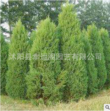 基地直銷優(yōu)質(zhì)蜀檜樹苗 園林工程綠化蜀檜苗 檜柏