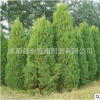 基地直銷優(yōu)質(zhì)蜀檜樹苗 園林工程綠化蜀檜苗 檜柏