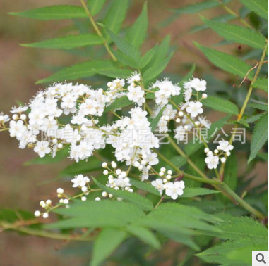 珍珠梅樹苗基地批發(fā)園林庭院觀賞優(yōu)質(zhì)珍珠梅小苗