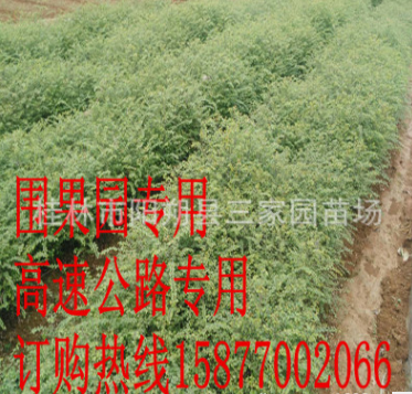 廣西優質馬甲子苗鐵籬笆樹苗鳥不站樹苗圍果園專用刺苗