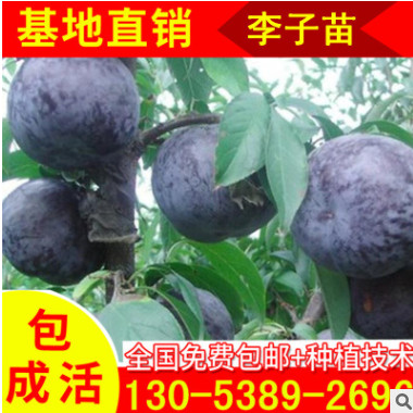 大量供應三公分李子樹苗 黑寶石李子苗批發 秋姬李子樹苗現貨出售