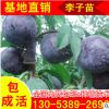 大量供應(yīng)三公分李子樹苗 黑寶石李子苗批發(fā) 秋姬李子樹苗現(xiàn)貨出售