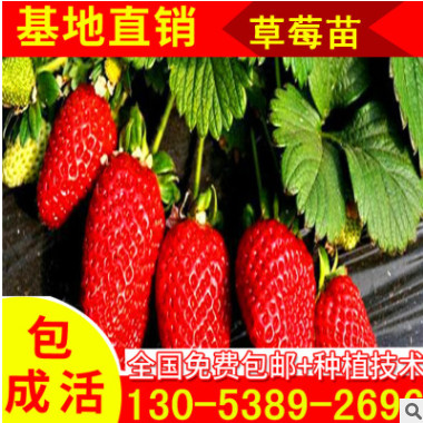 山東 園藝場批發自產自銷地栽草莓苗 不同年份 草莓種苗