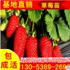 山東 園藝場(chǎng)批發(fā)自產(chǎn)自銷地栽草莓苗 不同年份 草莓種苗