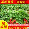 露地豐產(chǎn)草莓苗 大棚專用草莓苗 脫毒殺菌無公害草莓苗指導(dǎo) 章姬