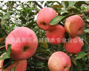 現(xiàn)貨供應(yīng)蘋果苗 批發(fā)優(yōu)質(zhì)高產(chǎn)量蘋果苗 蘋果苗價(jià)格 蘋果苗果園