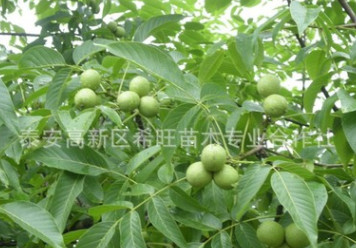 批發(fā)現(xiàn)貨核桃苗 長(zhǎng)期低價(jià)銷售高產(chǎn)量核桃苗 核桃苗基地 現(xiàn)貨充足