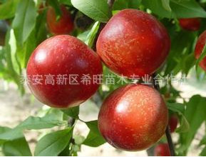 熱銷現(xiàn)貨油桃苗 直銷各種規(guī)格油桃苗 油桃苗價(jià)格油桃苗果園