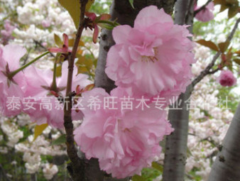 濕地綠化櫻花苗 長(zhǎng)期供應(yīng)現(xiàn)貨櫻花苗 公園觀賞櫻花苗 櫻花基地