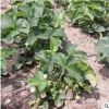低價(jià)銷售現(xiàn)貨草莓苗盆栽草莓苗 批發(fā)草莓苗 熱銷現(xiàn)貨草莓苗