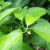 供應(yīng)十堰成功苗木2年生桔苗橘子樹(shù)苗果樹(shù)苗占地用苗