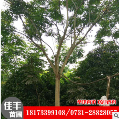 基地直銷 湖南柏家鎮(zhèn)欒樹工程綠化規(guī)格齊全 欒樹
