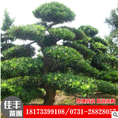 供應羅漢松批發(fā) 基地直銷羅漢松樹 大型羅漢松全網(wǎng)特價
