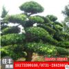 供應羅漢松批發 基地直銷羅漢松樹 大型羅漢松全網特價