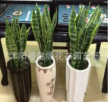 批發(fā)虎尾蘭 金邊虎皮蘭 吸收甲醛 凈化空氣 室內(nèi)盆栽花卉四季常青