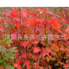 批發美國紅楓樹苗行道樹綠化苗木紅楓小苗秋火焰