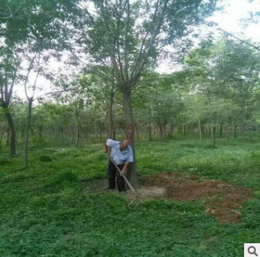 萬畝國槐基地 河南10公分國槐樹價格