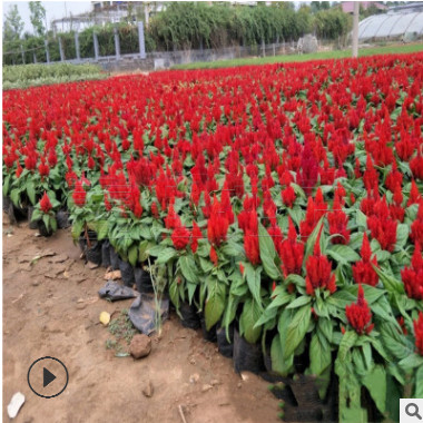 色彩造型雞冠花 一支筆雞冠花價格 青州世紀紅雞冠花優惠價供應
